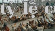 Chia sẻ nuôi gà bằng ớt