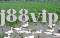 Người nuôi vịt giỏi chia sẻ kinh nghiệm
