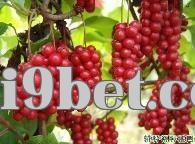 Giai đoạn sinh trưởng quả ngũ vị tử cần lưu ý điều gì