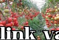 Trồng cà chua nên bón phân gì