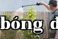 Diệt sâu trên cây ăn quả không cần thuốc trừ sâu