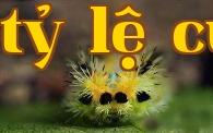 Phun thuốc trừ sâu kịp thời để tiêu diệt sớm sâu hại