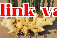 Cách bón phân cho hành tươi diện tích lớn