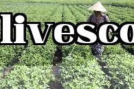 Cách tăng năng suất đậu phộng