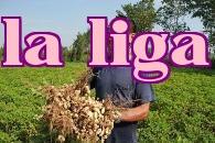 Gibberellin có thể tăng năng suất đậu phộng