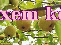 Kỹ thuật trồng lê tuyết