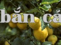 Quản lý đất, phân và nước trong trồng chanh