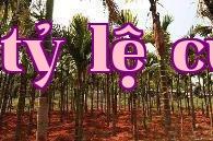 Phương pháp bón phân cho cây dừa non