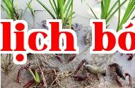 Lưu ý khi nuôi tôm đồng trong ruộng lúa