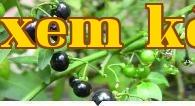 Những loại cây cối thường thấy khi còn nhỏ nhưng không nhớ tên của thế hệ 80
