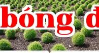 Nhớ lại thời 80: 10 loại cây cối thường thấy khi còn nhỏ nhưng không biết tên