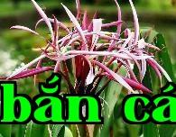Văn trúc lan hoa đỏ