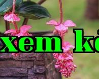 Cây nến đỏ (hoa bảo liên đăng)