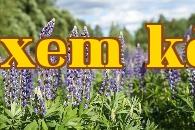 Đậu bướm nhiều lá