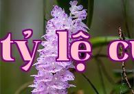 Lan ngón tay nhiều hoa