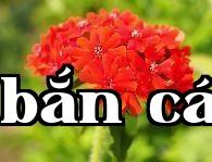 Cúc thu