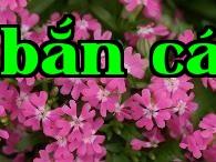 Cỏ mọc thấp