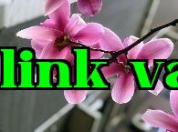 Hoa Mẫu đơn (không phải hoa Mẫu đơn)