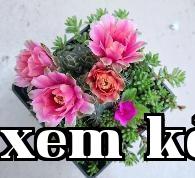 Hoa đỏ (Cây xương rồng)