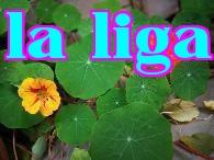 Hoa Trà Mộc