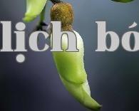Hình dạng như tên gọi: Hoa lúa chim, Cây con gấu, Cây dương chi, Cây sống đời, Hoa cúc gió