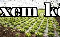 Tác hại của nhiệt độ cao vào mùa hè đối với rau trong nhà kính và 7 phương pháp làm mát