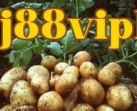 Triệu chứng, tác hại và biện pháp phòng trừ bệnh thối vòng củ khoai tây
