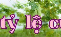 Tác hại và biện pháp phòng trừ ruồi đục lá khổ qua