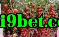 Các điểm cần lưu ý khi trồng cà chua
