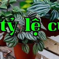 Cây Cỏ dại dưa hấu
