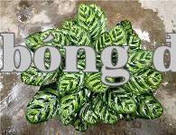 Cây Tỳ bà lông