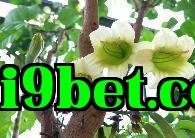 Cây may mắn
