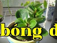 Cây đậu biếc
