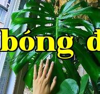 Cây trúc lưng rùa