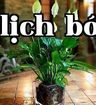 Cây bạch hạc