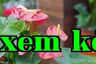 Cây lòng đỏ
