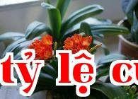 Cây lan quân tử