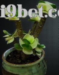 Cây kim tiền (Portulaca oleracea tròn)