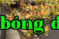 Cây ngọc trai