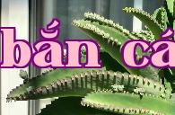 Cây mọc rễ khi rơi xuống đất