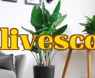 Hoa Hạc Vọng (trồng trong chậu)