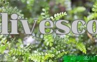 Hương Dưỡng (không phải cây hồ tiêu)