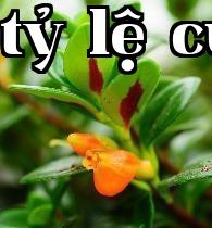 Hoa cá vàng