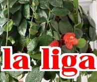 Hoa son môi