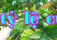 Thông trúc