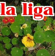 Hoa Trà Mộc