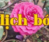 Bộ sưu tập hoa trà quý giá của Vân Nam (1) – Hoa Trà Hận Thiên Cao