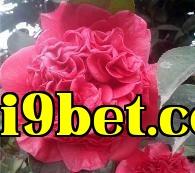 Bộ sưu tập hoa trà quý giá của Vân Nam (6) – Hoa Trà Mẫu Đơn