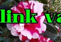 Bộ sưu tập hoa trà quý giá của Vân Nam (7) – Hoa Trà Đại Mã Não