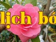 Bộ sưu tập hoa trà quý giá của Vân Nam (8) – Hoa Trà Cúc Bàn